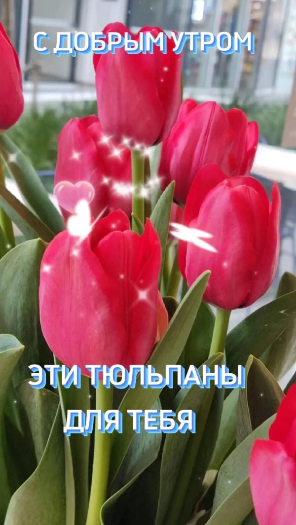 тюльпан красный крокус