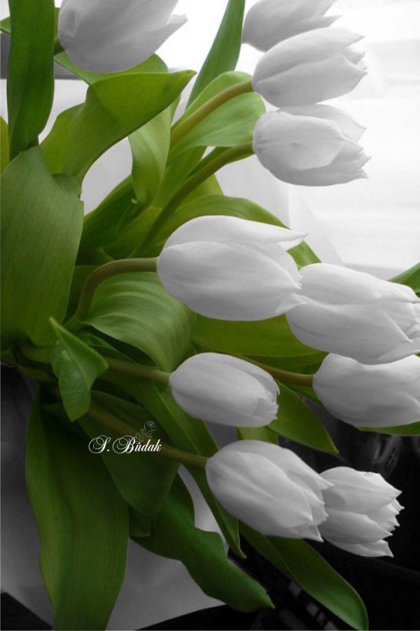 фоамиран тюльпаны