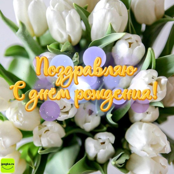 белые тюльпаны