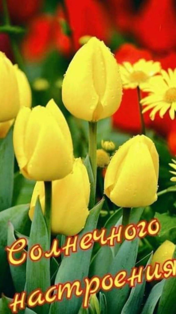 солнечного настроения и удачного дня