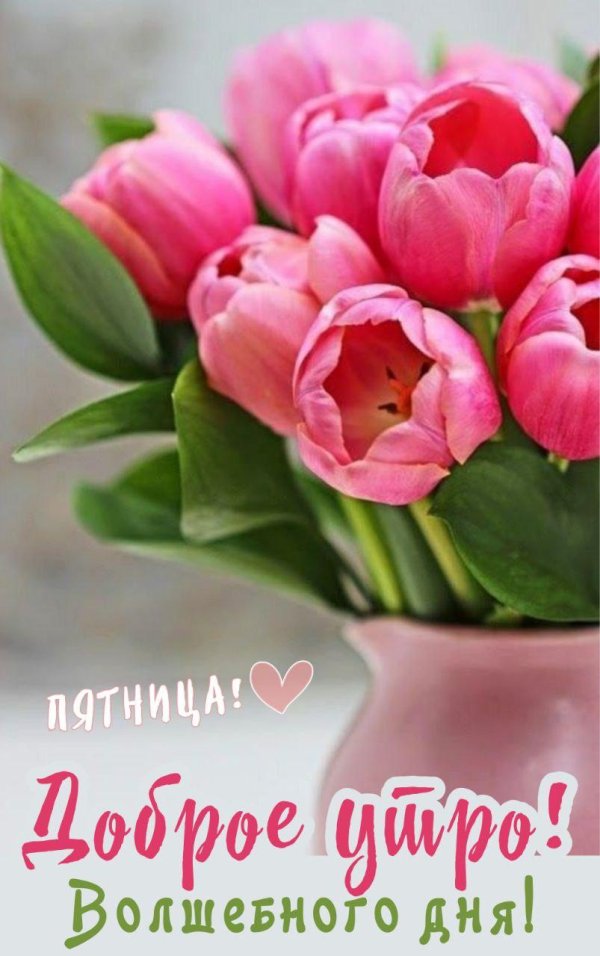 розовые тюльпаны