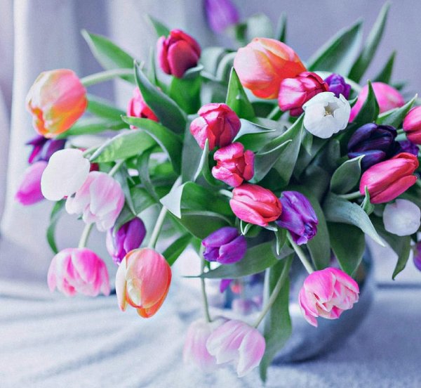 букет тюльпан