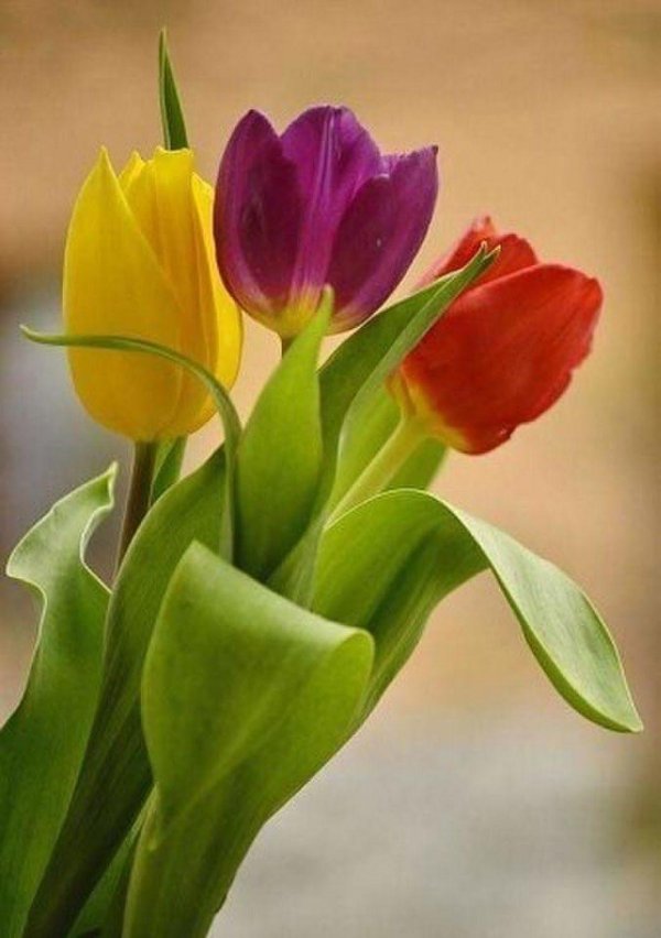 цветок тюльпан