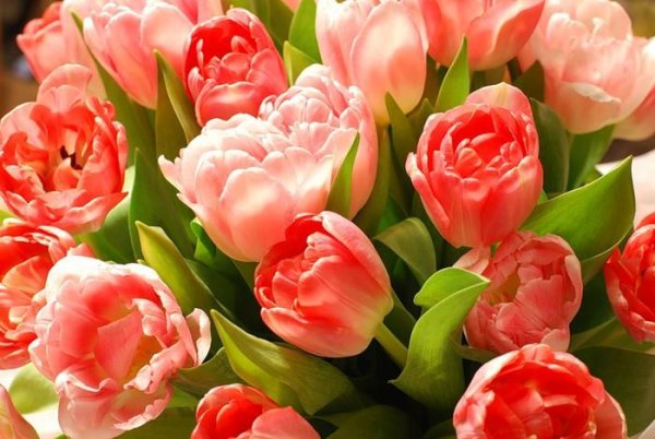 тюльпан пионовидный