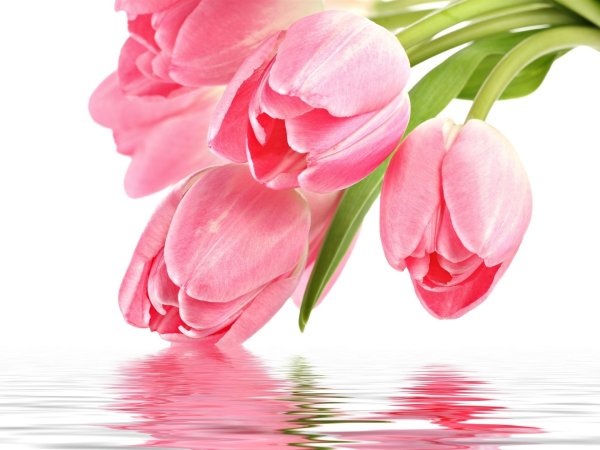 нежно розовый тюльпан