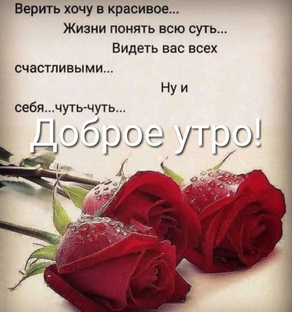 красивая роза