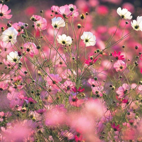 космея луговая