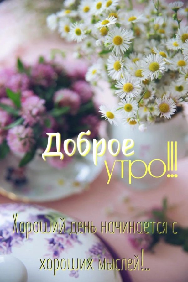 полевой цветок