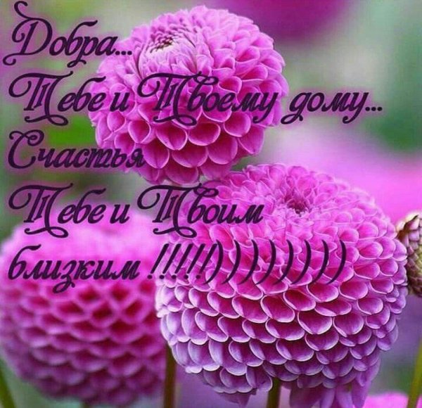 георгина помпонная франц кафка