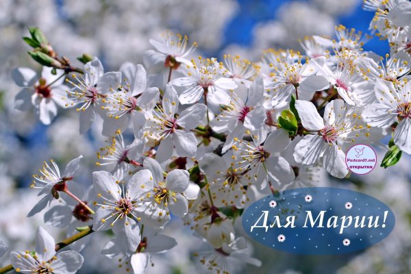 цветки вишни