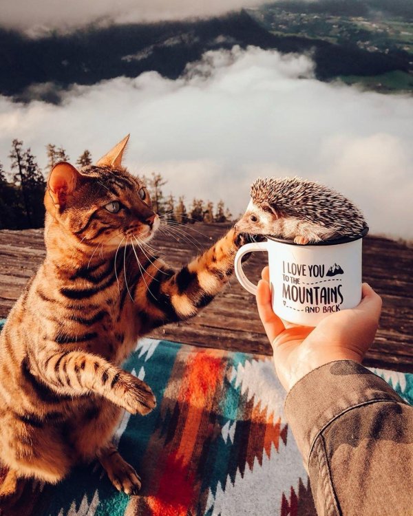 бенгальская кошка