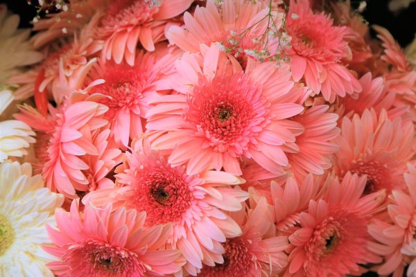 хризантема индийская фуджи роуз