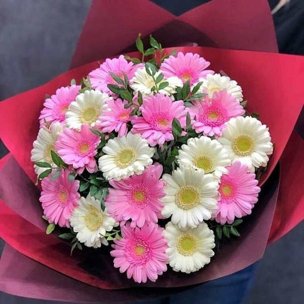 хризантема гербера