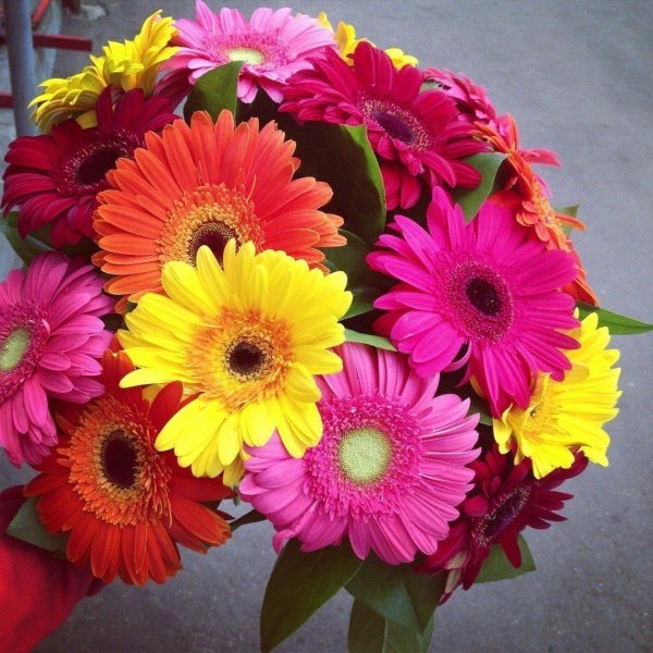 букет гербер