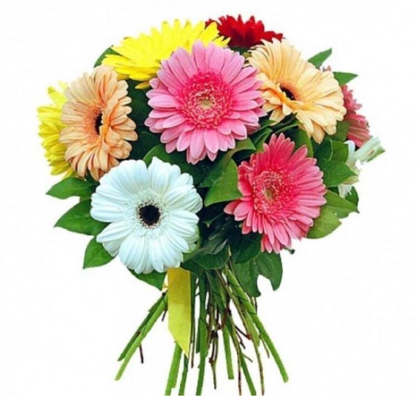 монобукет  герберы
