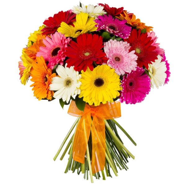 31 гербера букет