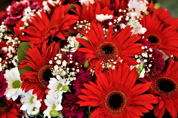 гербера красная