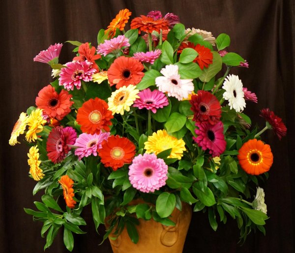 гербера цветок