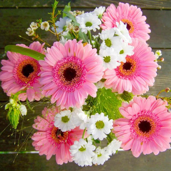 гербера мариатта