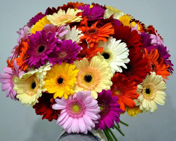 букет гербер