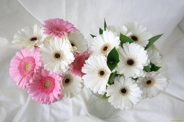 гербера белая