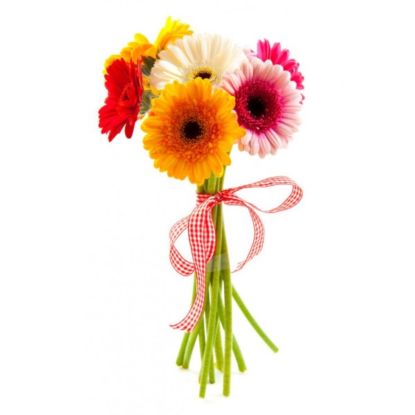 гербера букет
