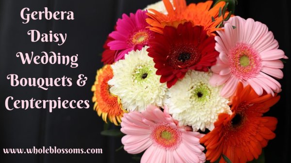 гербера цветок