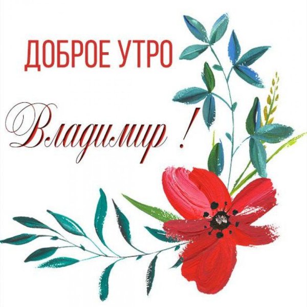 цветок мака рисунок