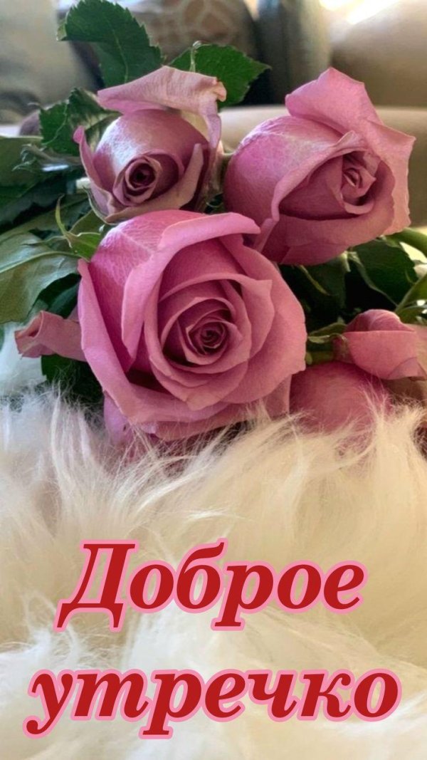 доброго утра розы