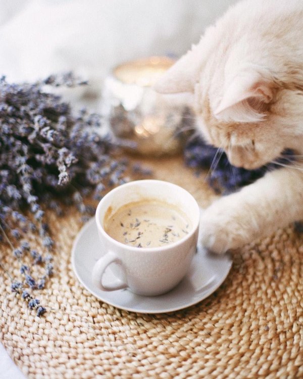 лавандовый кофе