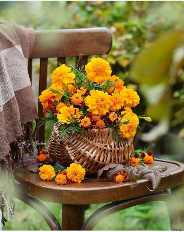 цветы бархатцы букет