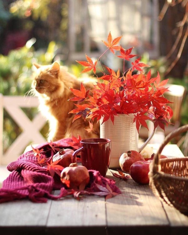 осенний уют