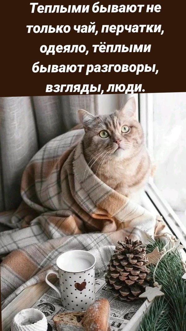 теплые коты