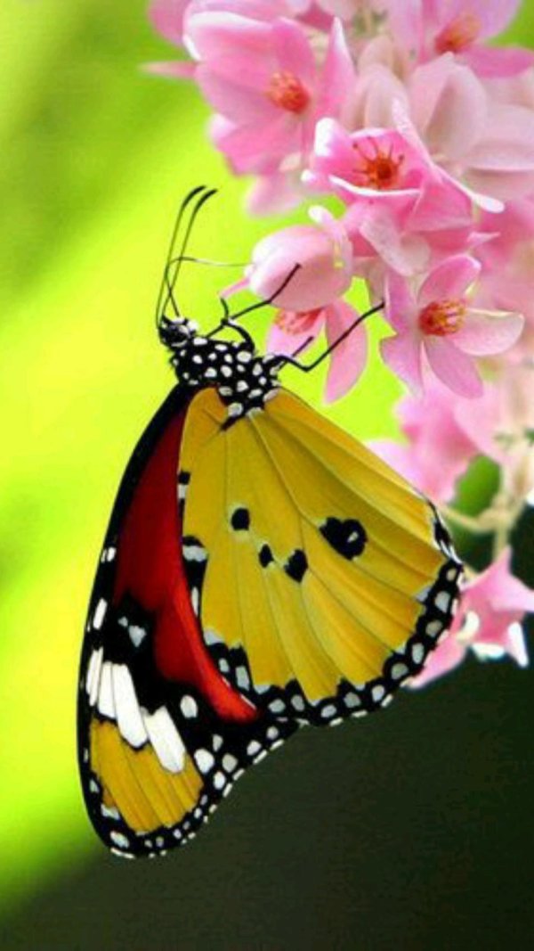 яркая бабочка