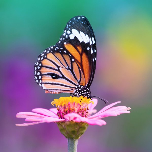 бабочка монарх