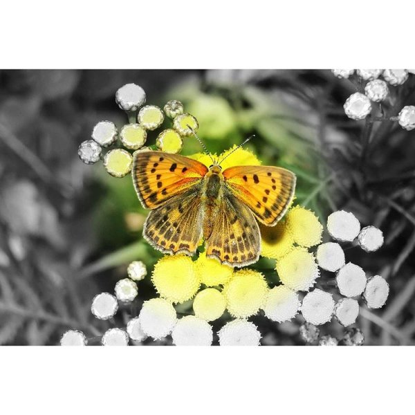 бабочки в природе