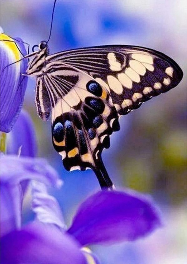 papilio demoleus бабочка