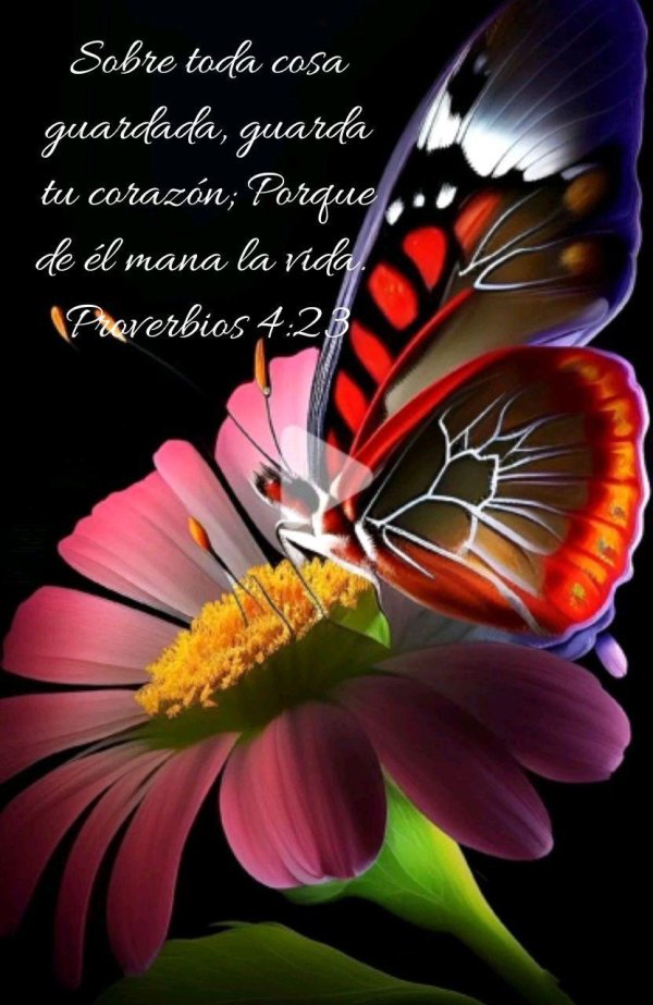 темы бабочки