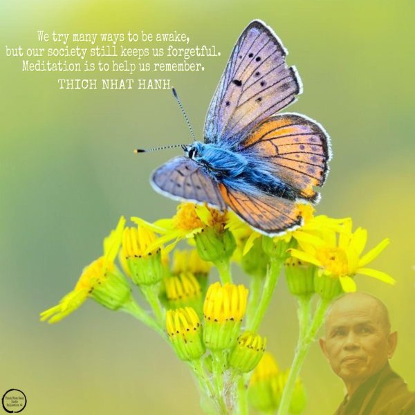 голубянка пигмей