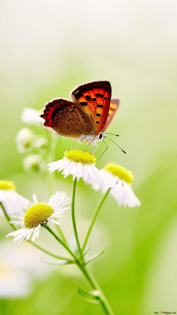 летние обои на рабочий стол