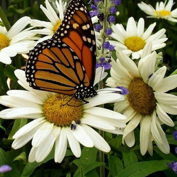 monarch butterfly
