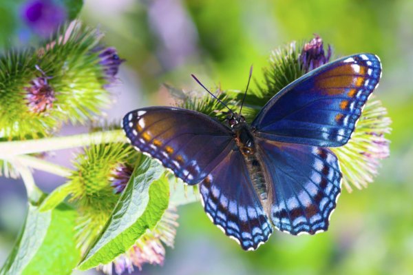 бабочка limenitis arthemis