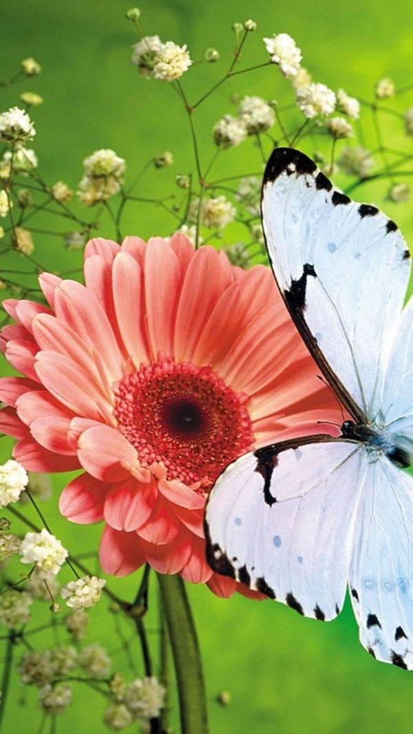 butterfly and flower