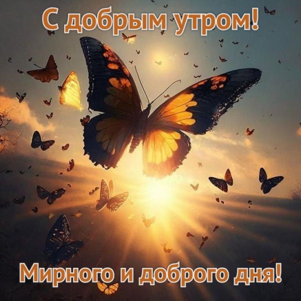 ночь бабочки