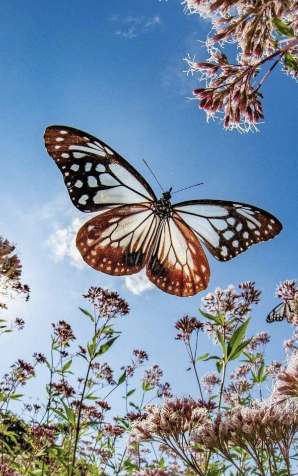 бабочки летают