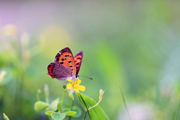 счастье бабочки