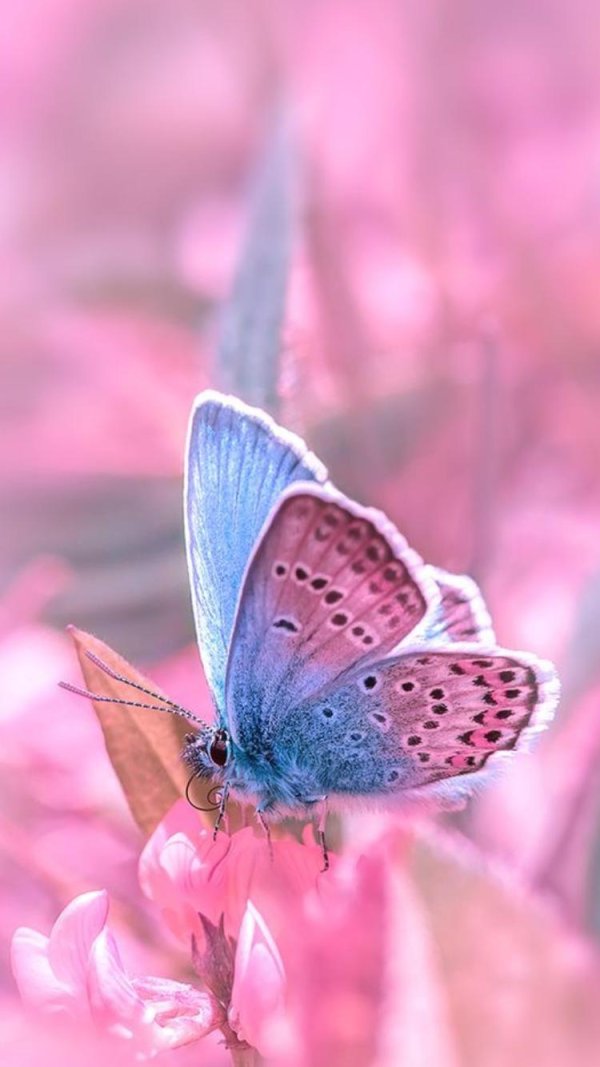 розовая бабочка