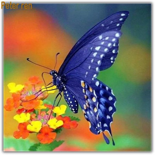 яркая бабочка