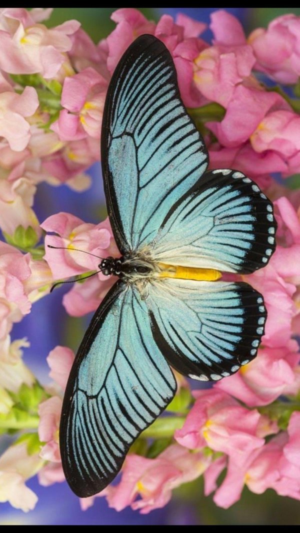 papilio zalmoxis