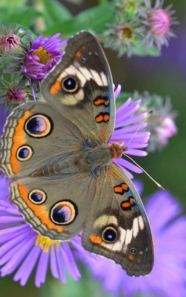 бабочка бакай